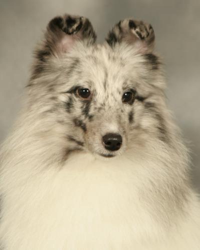 Ember 2yrs