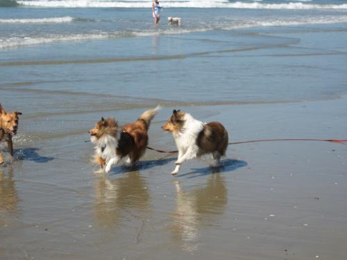 Ember and Rookie...