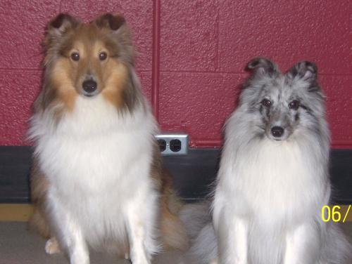 Ember and sister Duchie