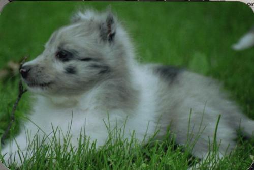 Ember at 7wks