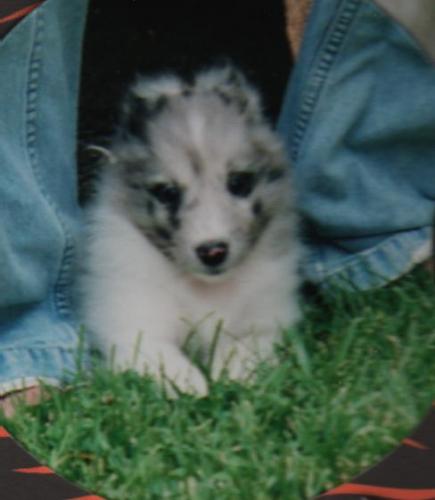 Ember at 8 weeks