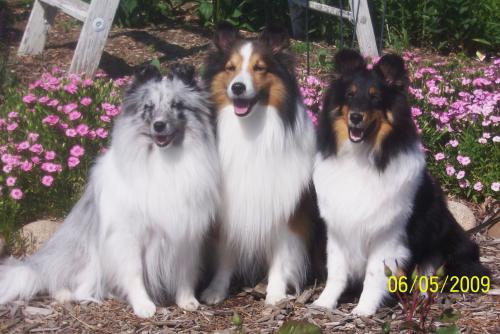 Ember, Justice and Diva summer of 2009