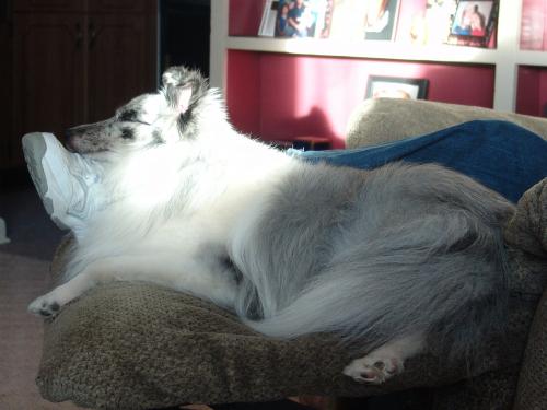 Ember napping inthe sun