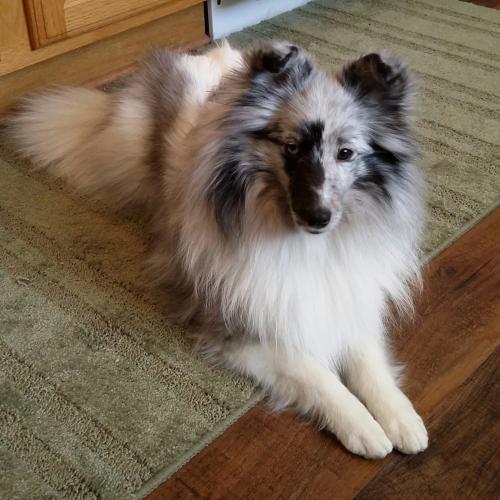 Envy- 11 months