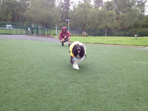 Even Watson gets to go to Disney World!  Fun in the dog park at the kennel.