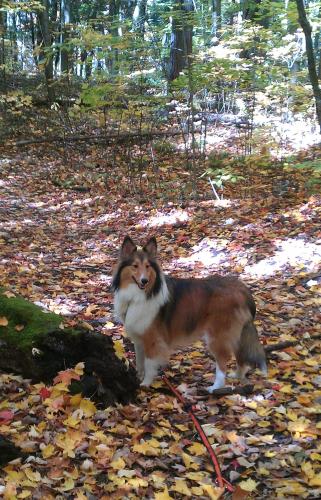 Fall 2012! Camouflage ;)