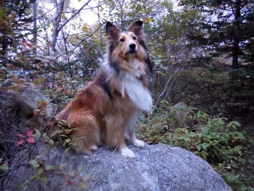 Fall suits Toffee