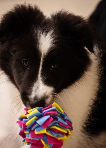 First night home, major play time!