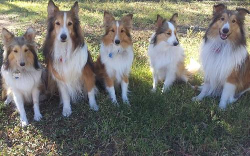 First pic of all the babies back together
(L to R) Ida, F-kap, Sarah, Dixie, and Jody