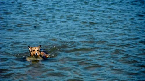 First summer he walks all the way in to swim by himself