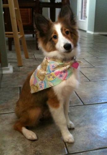 first trip to groomer easter 2010