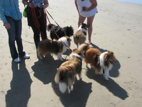 Five of the six...Lexi stayed too close to me to get in the picture...