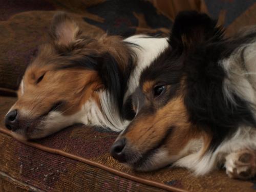 Flaked out!  Too much running in the snow today!