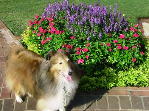flowersbest