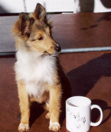 Forth Everett Cup Picture