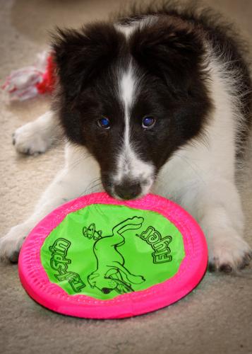 Frisbee?