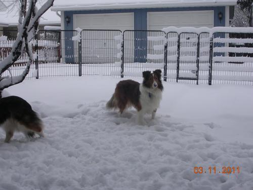 Fun in the snow.   Both Belle and Kristy needed a smaller fenced in area to start out.  The whole back yard was just to large for them at first.... th