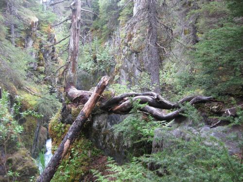 Gnarled trunks..