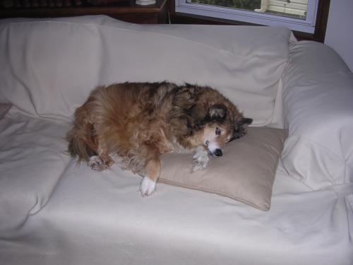 got to love pillows