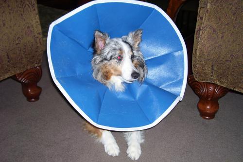 Gypsy after having Exploratory surgery to see if we could see any causes for frequent blood in her urine. No cancer found. Thank God. A benign lump wa