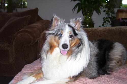 gypsy aug 2009 001  Gypsy's all grown up now.