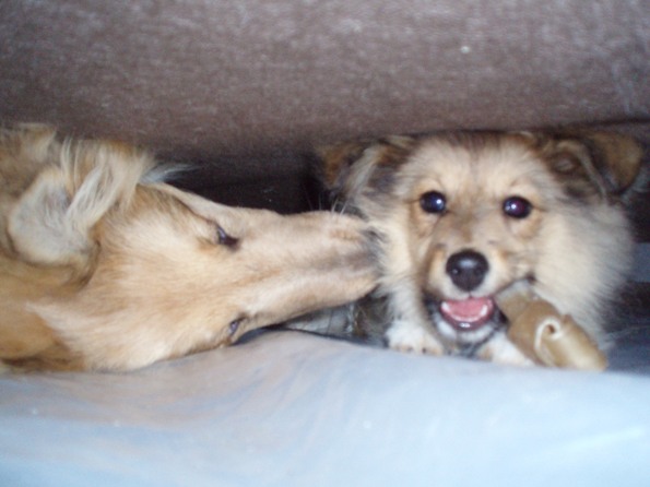Ha ha got your bone and you cant get under the chair