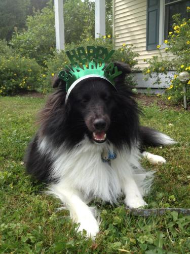 Happy 1st Birthday Watson!