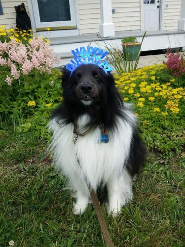 Happy 3rd Birthday Watson!