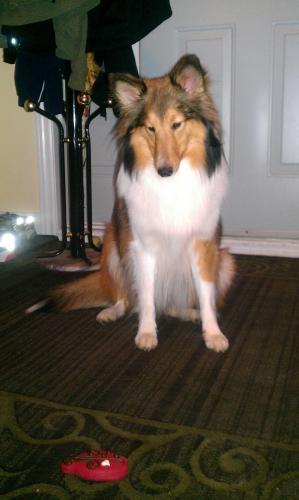 Happy second birthday Kyara!