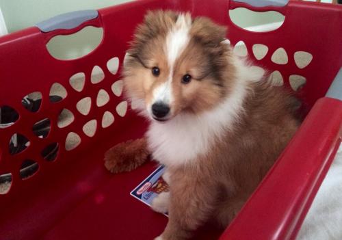 Helping with the laundry