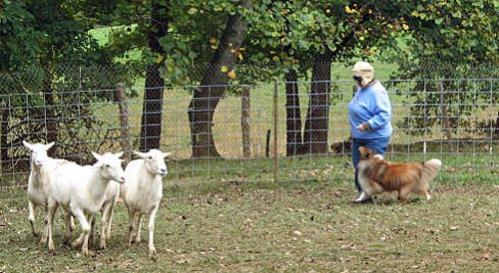 herding