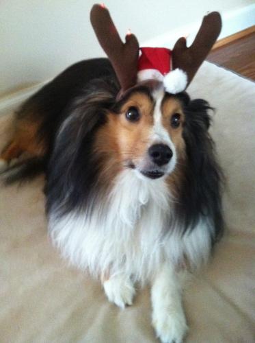 Here's Murphy getting into the Christmas spirit, wearing the antlers we purchased a few seasons back. I think he'd make a great reindeer!