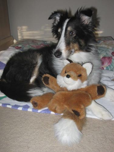 Here's our tri-male Sheltie Elvis, who crossed the Rainbow Bridge in Sep. 2009, posing with one of his favorite stuffed toys.