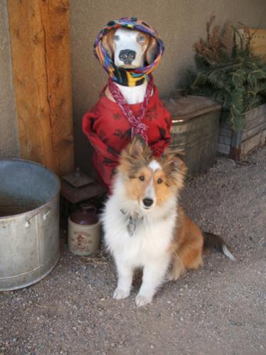 Here's Shadow in his first week with us, standing by his pal Bowser. Bowser was my husband's dog. My husband now has a new favorite dog. Guess who?