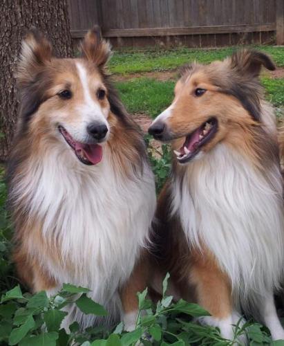 "Hey F-kap, you thinkin what I'm thinkin?" "Yaaah, Mom has cookies."