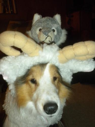 hey, is that a wolf on my head?