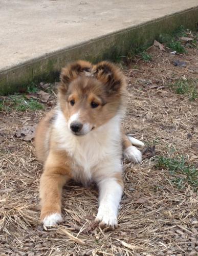 Homer at 9 weeks old