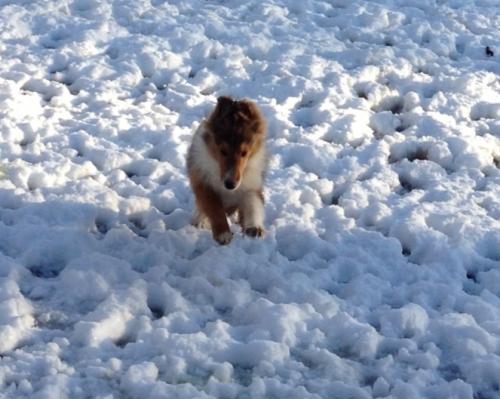 Homer's first snow!