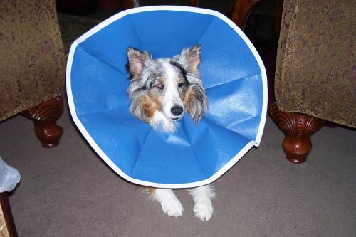 How long am I going to look like a satellite dish?