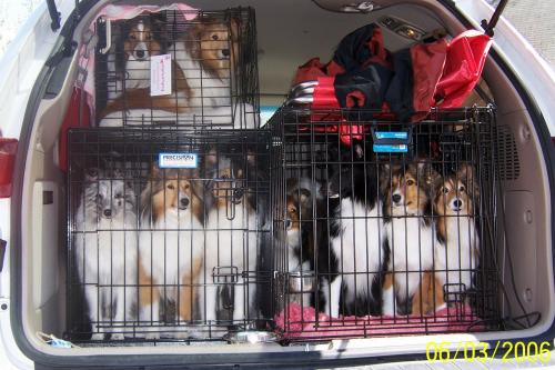 How many shelties can you get in a car? Answer 10. You can only see the top of the ruff of one.