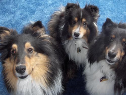 HPIM1745 3 dogs