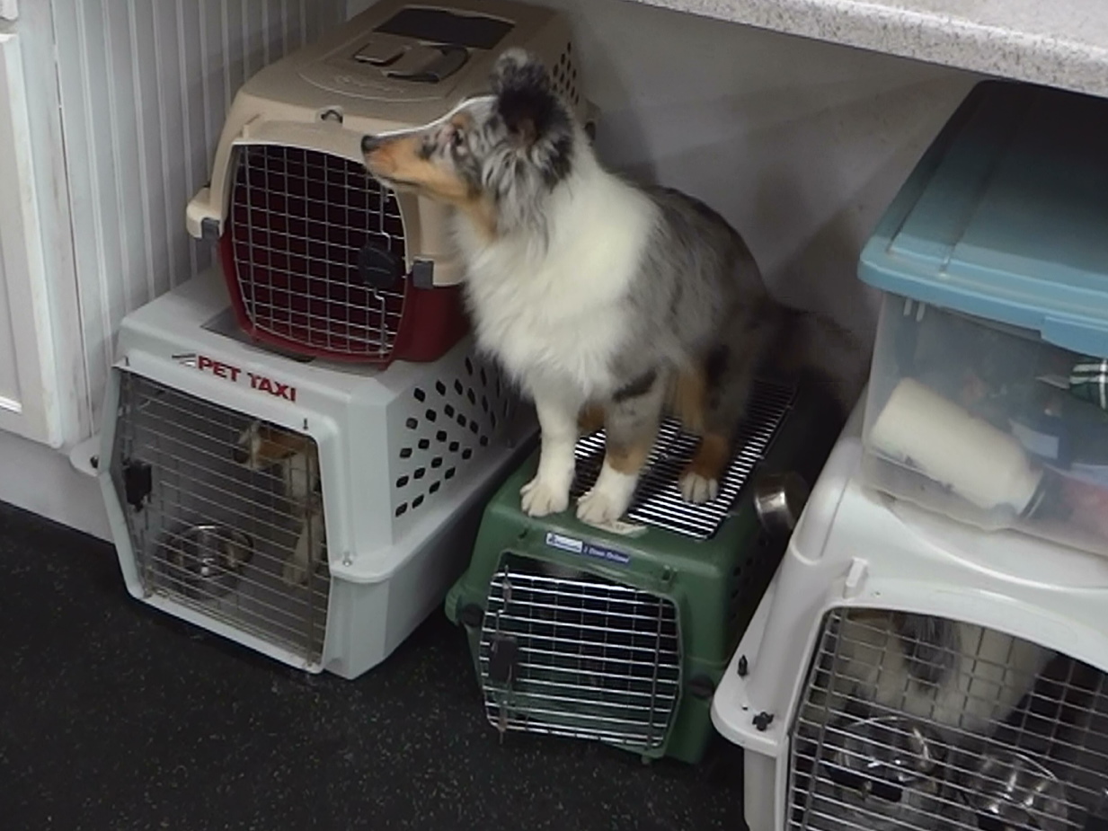 I couldn't find a crate will this do