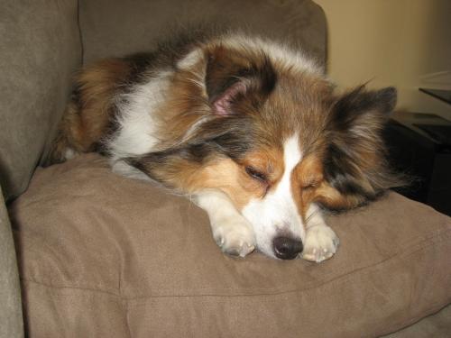 I deserve this nap after a long day of baths, haircuts, and posing for pics!