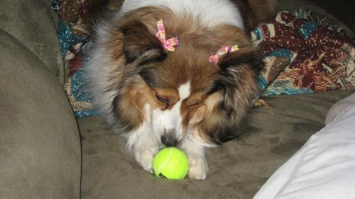 I didn't know they made tennis balls this small! This might actually fit in my mouth!
