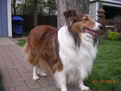 I like 'big boned', not chubby... speaking of bones...got any? Yum!