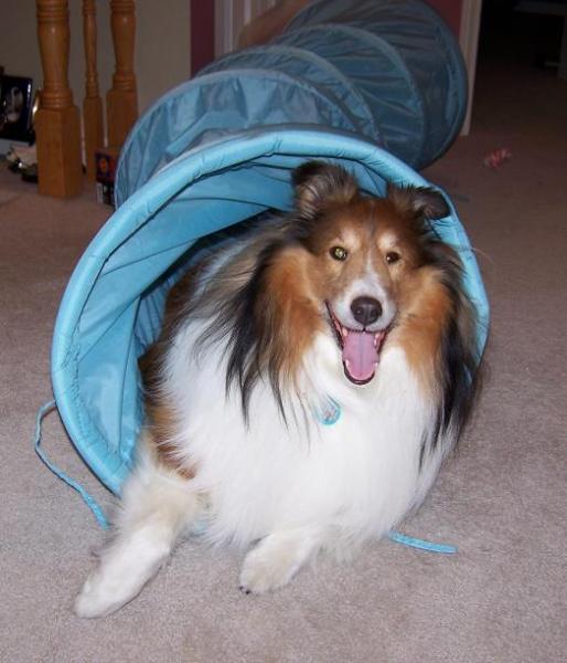 I love my tunnel toy.