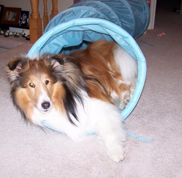 I love my tunnel toy.