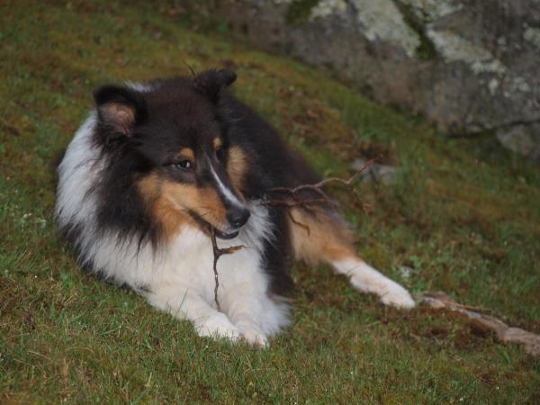 I love the cottage....there are sticks to chew everywhere!