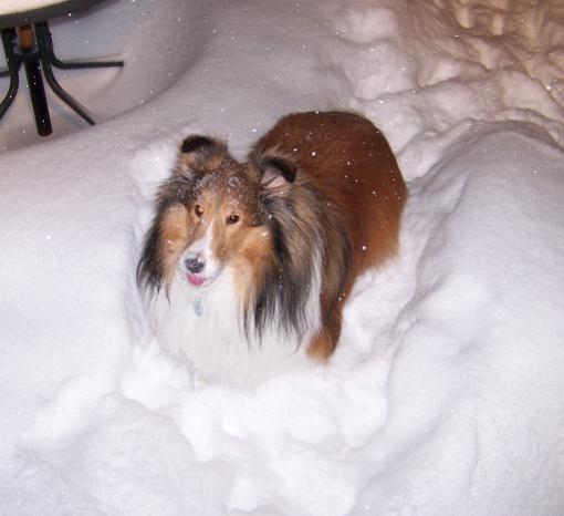 I love to eat snow.