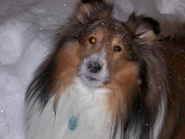 I love to eat snow.